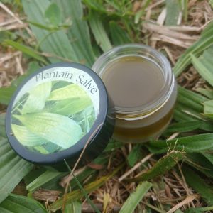 Plantain Salve Mini